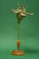 Modello di fiore di Ribes grossularia (famiglia Saxifragaceae)