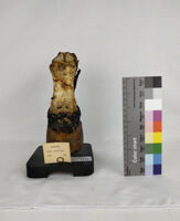 Collezione di Anatomia degli Animali Domestici