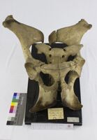 Collezione di Anatomia Patologica e Teratologia Veterinaria