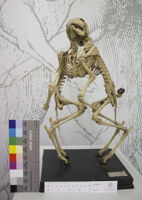 Collezione di Anatomia Patologica e Teratologia Veterinaria