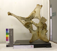 Collezione di Anatomia Patologica e Teratologia Veterinaria