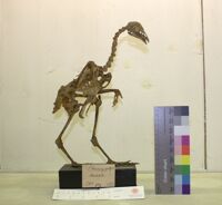 Collezione di Anatomia Patologica e Teratologia Veterinaria