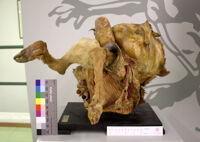 Collezione di Anatomia Patologica e Teratologia Veterinaria