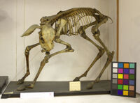 Collezione di Anatomia Patologica e Teratologia Veterinaria