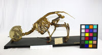 Collezione di Anatomia Patologica e Teratologia Veterinaria