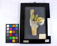 Collezione di Anatomia Patologica e Teratologia Veterinaria