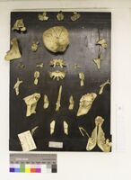 Collezione di Anatomia Patologica e Teratologia Veterinaria