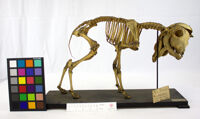 Collezione di Anatomia Patologica e Teratologia Veterinaria