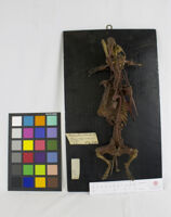 Collezione di Anatomia Patologica e Teratologia Veterinaria