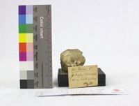 Collezione di Anatomia Patologica e Teratologia Veterinaria