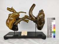 Collezione di Anatomia degli Animali Domestici