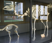 Collezione di Anatomia degli Animali Domestici