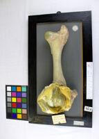 Collezione di Anatomia Patologica e Teratologia Veterinaria