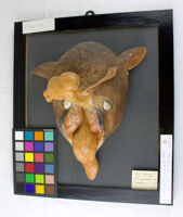 Collezione di Anatomia Patologica e Teratologia Veterinaria