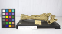 Collezione di Anatomia Patologica e Teratologia Veterinaria