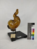 Collezione di Anatomia degli Animali Domestici