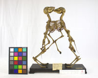 Collezione di Anatomia Patologica e Teratologia Veterinaria