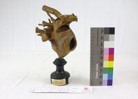 Collezione di Anatomia Patologica e Teratologia Veterinaria