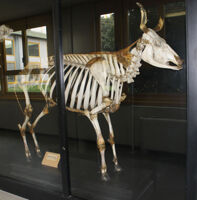 Collezione di Anatomia degli Animali Domestici