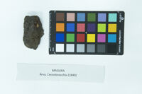 Collezione storica meteoriti Bombicci