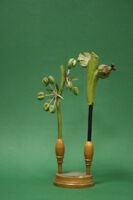 Modello di fiore (famiglia Fagaceae)