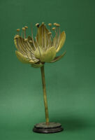Modello di fiore (famiglia Tiliaceae)