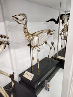 Collezione di Anatomia degli Animali Domestici