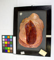 Collezione di Anatomia Patologica e Teratologia Veterinaria