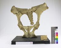 Collezione di Anatomia Patologica e Teratologia Veterinaria