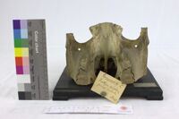 Collezione di Anatomia Patologica e Teratologia Veterinaria