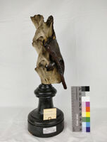 Collezione di Anatomia degli Animali Domestici