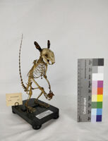 Collezione di Anatomia degli Animali Domestici