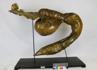 Collezione di Anatomia degli Animali Domestici