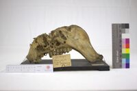 Collezione di Anatomia Patologica e Teratologia Veterinaria