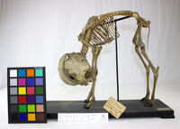 Collezione di Anatomia Patologica e Teratologia Veterinaria