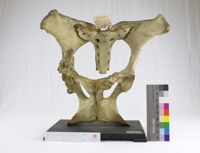 Collezione di Anatomia Patologica e Teratologia Veterinaria