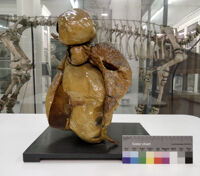 Collezione di Anatomia degli Animali Domestici