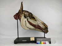 Collezione di Anatomia degli Animali Domestici