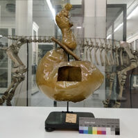 Collezione di Anatomia degli Animali Domestici