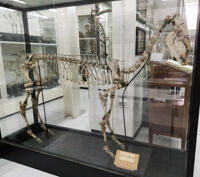 Collezione di Anatomia degli Animali Domestici