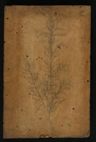 Botanica - Rapunculus serpens