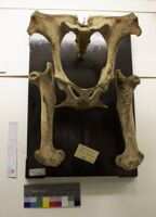 Collezione di Anatomia Patologica e Teratologia Veterinaria