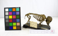 Collezione di Anatomia Patologica e Teratologia Veterinaria