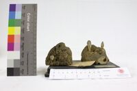 Collezione di Anatomia Patologica e Teratologia Veterinaria