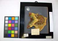 Collezione di Anatomia Patologica e Teratologia Veterinaria