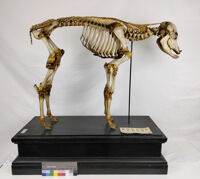 Collezione di Anatomia degli Animali Domestici