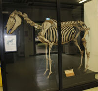 Collezione di Anatomia degli Animali Domestici