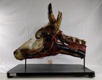 Collezione di Anatomia degli Animali Domestici