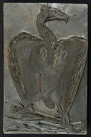 Uccelli - Vultur Leporarius