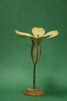 Modello di fiore (famiglia Primulaceae)